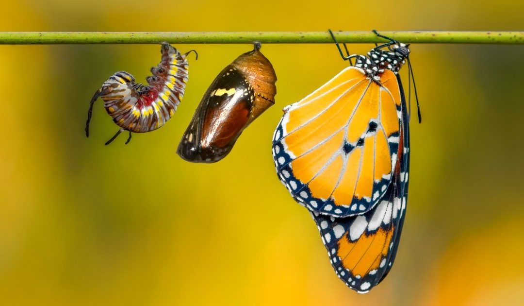 Reay: What Darwin can teach us about real estate board evolution